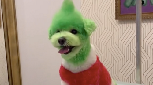 Un homme transforme son chien en Grinch pour Noël (Vidéo)